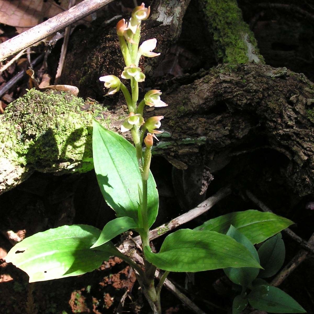 Goodyera viridiflora habit