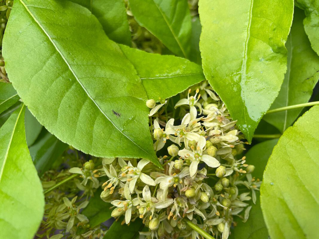 Ptelea trifoliata flower