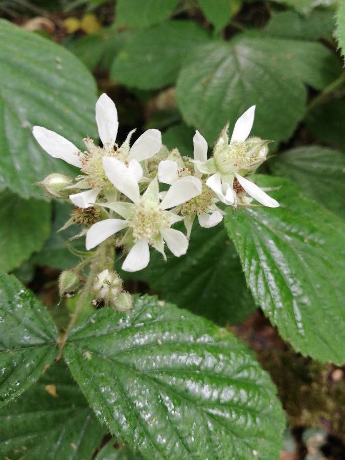 Rubus leyanus flower