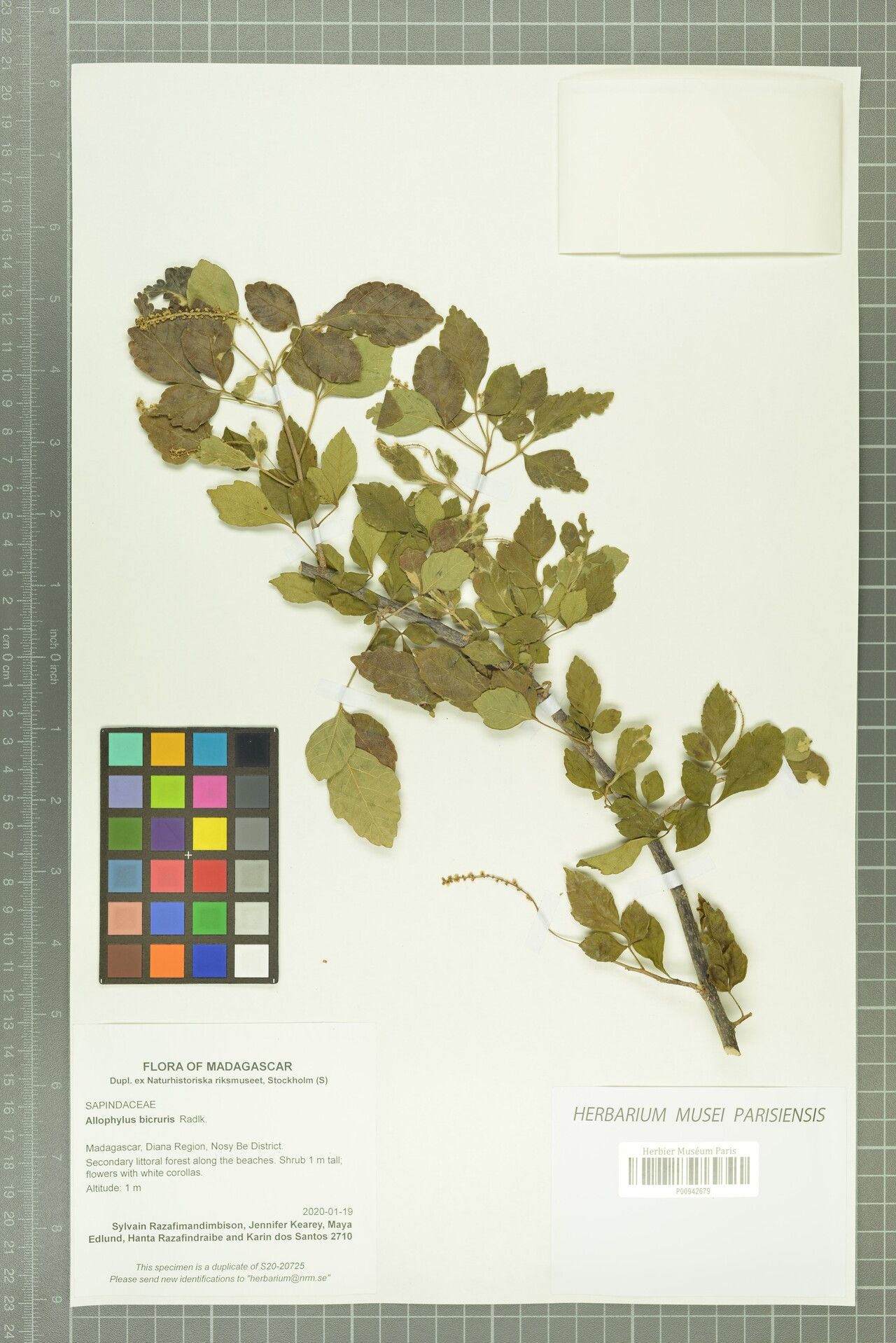 Allophylus bicruris — houseplant care guide