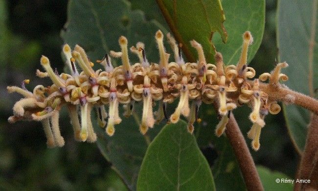 Kermadecia pronyensis fruit