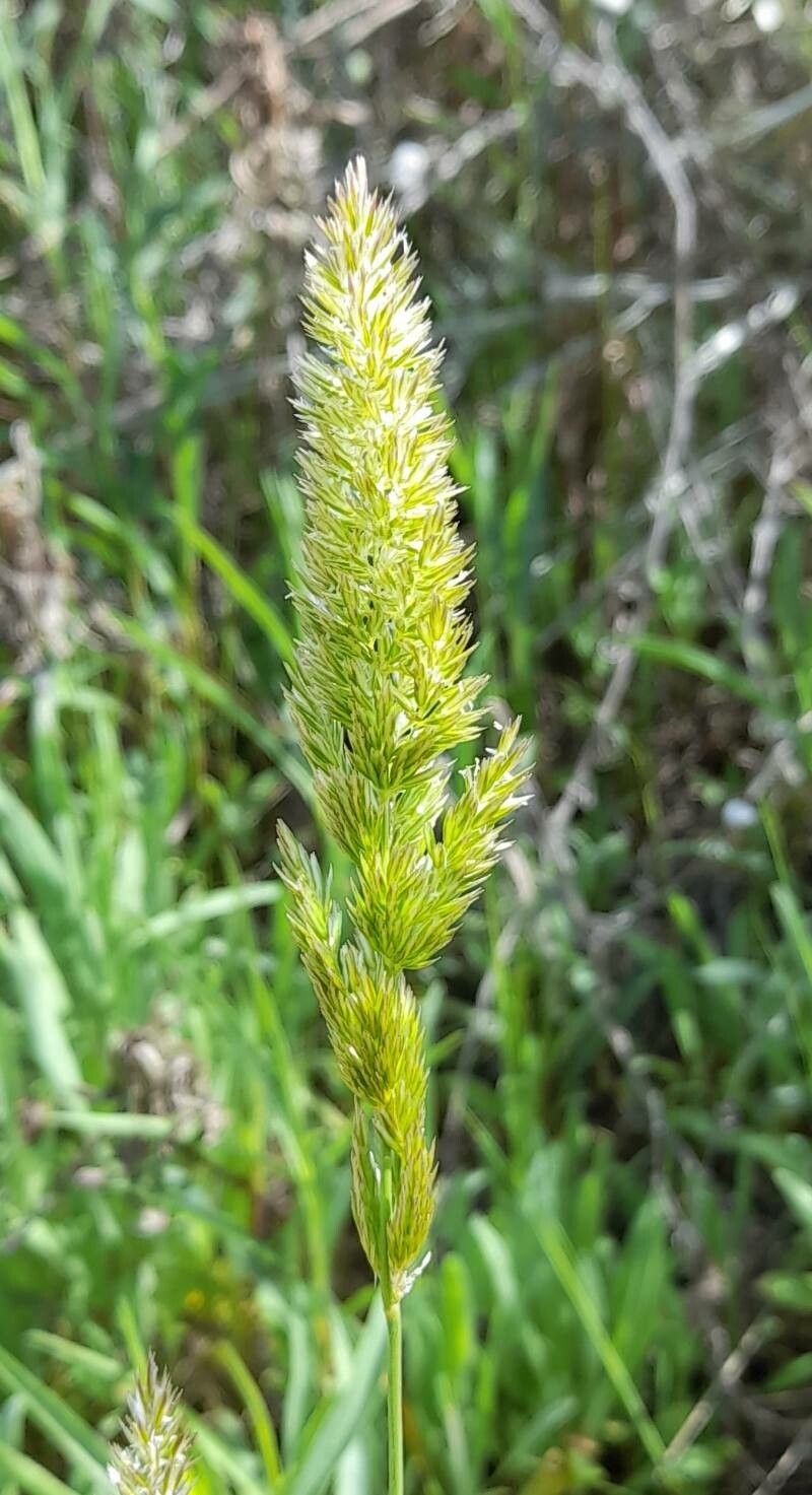 Phalaris angusta flower