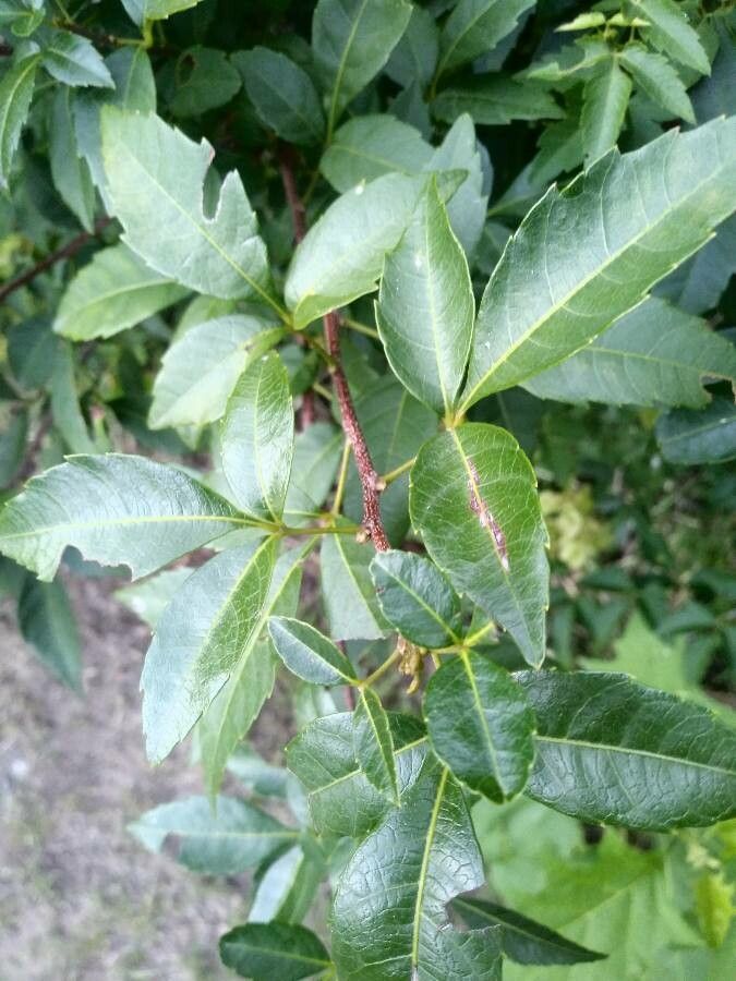 Urvillea uniloba — related species from the same genus