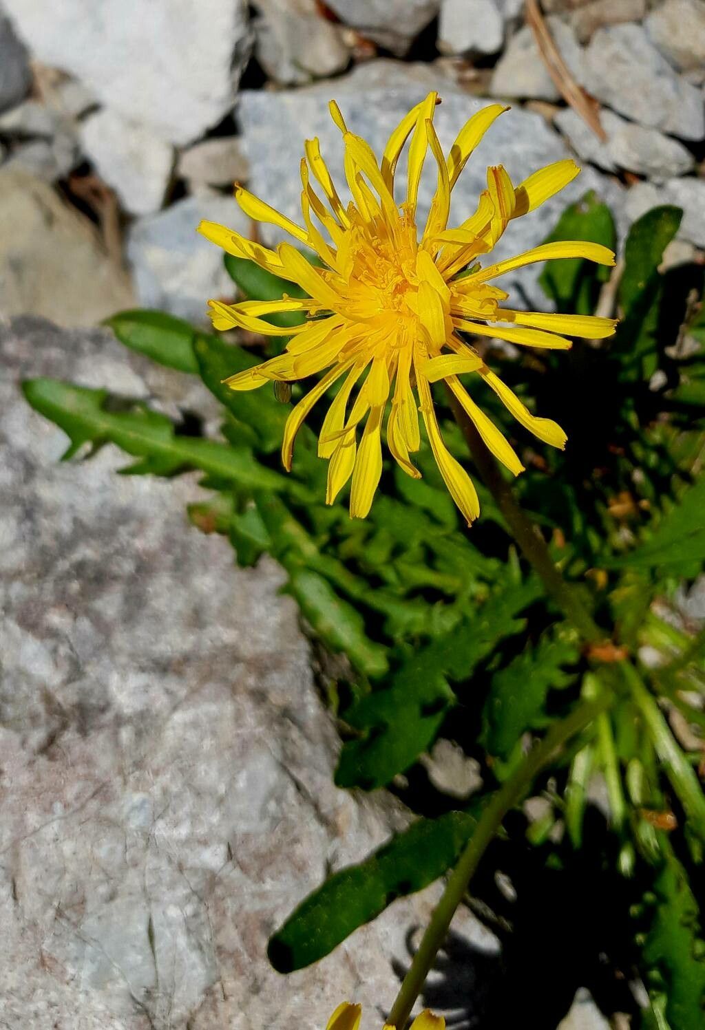 Taraxacum alpinum flower