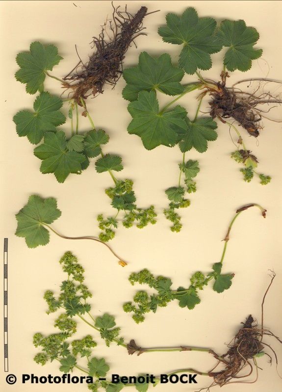 Alchemilla heteropoda other