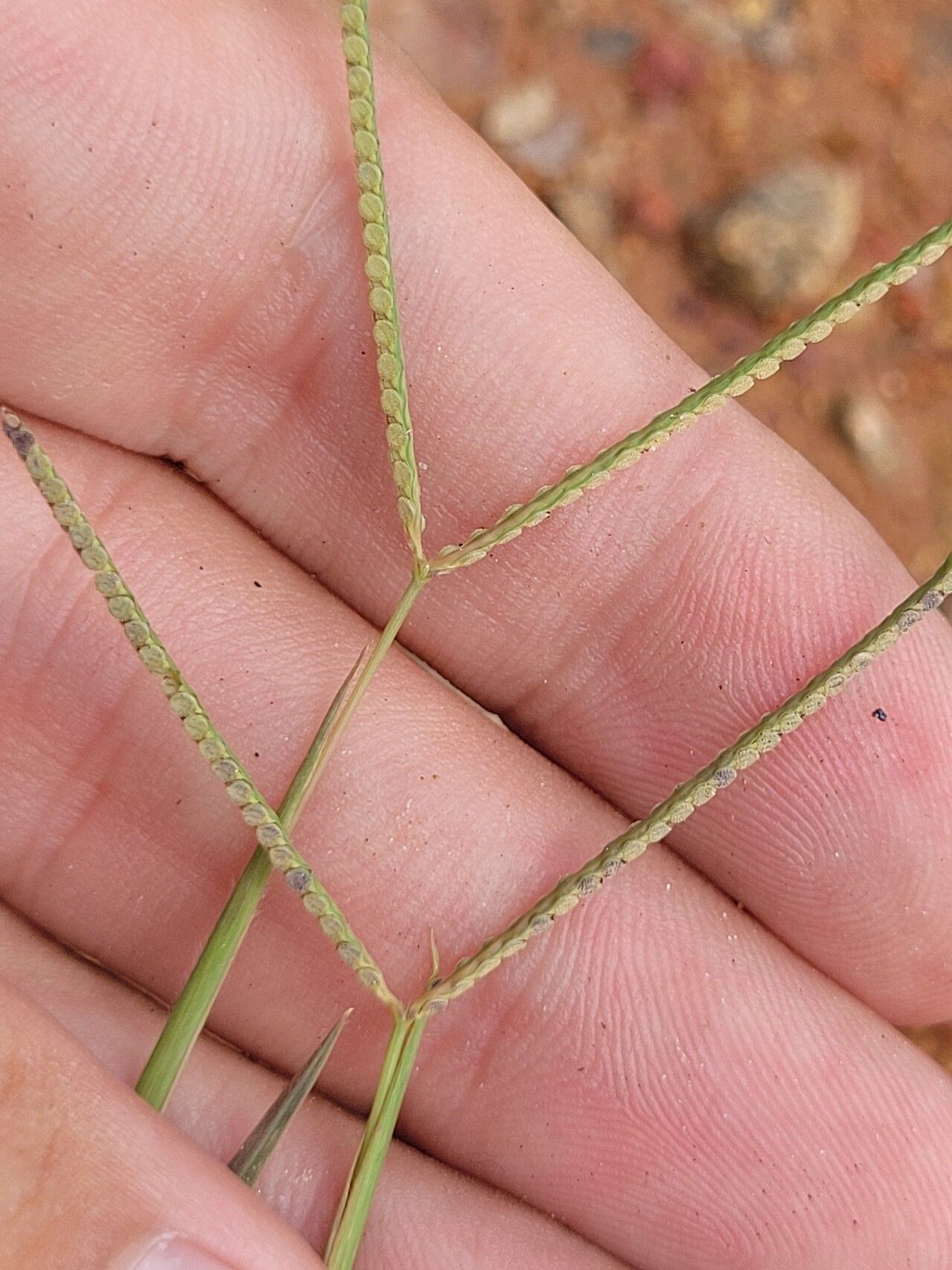 Paspalum multicaule flower
