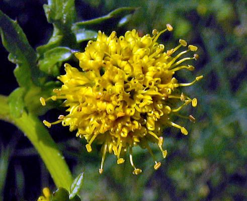 Sanicula arguta — related species from the same genus