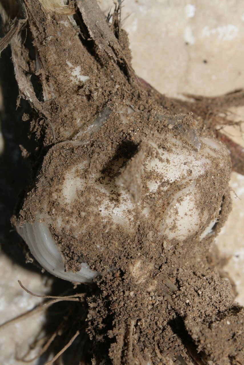 Allium commutatum x Allium porrum bark