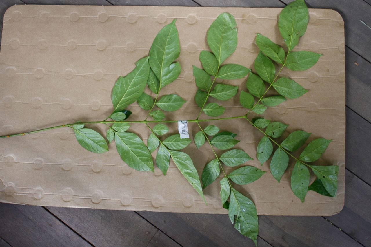 Jacaranda copaia leaf