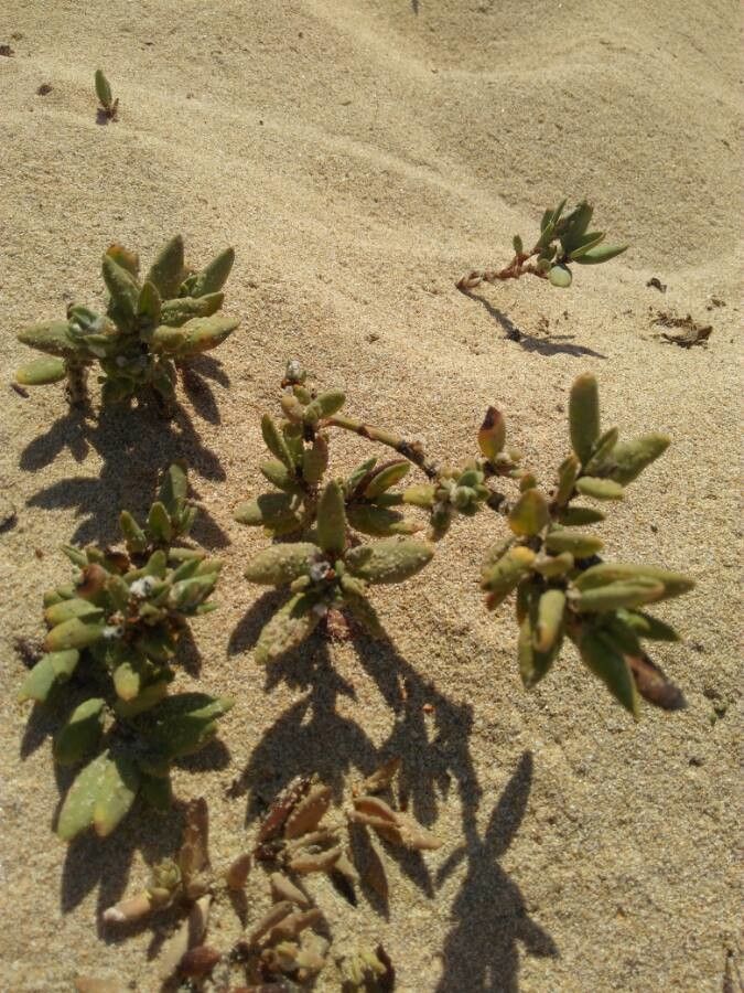 Silene succulenta leaf
