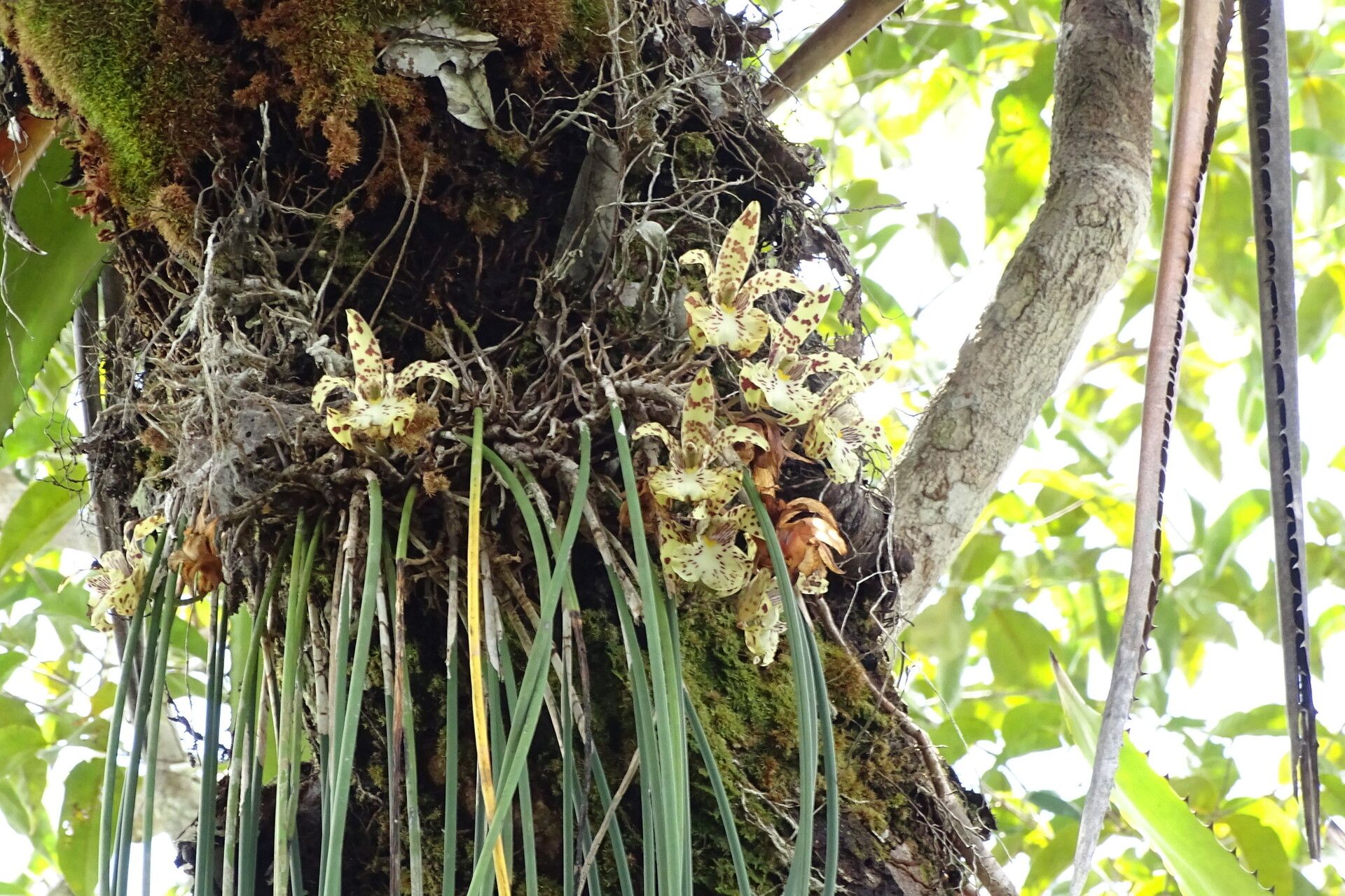 Scuticaria steelei flower