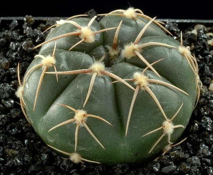 Gymnocalycium uruguayense habit
