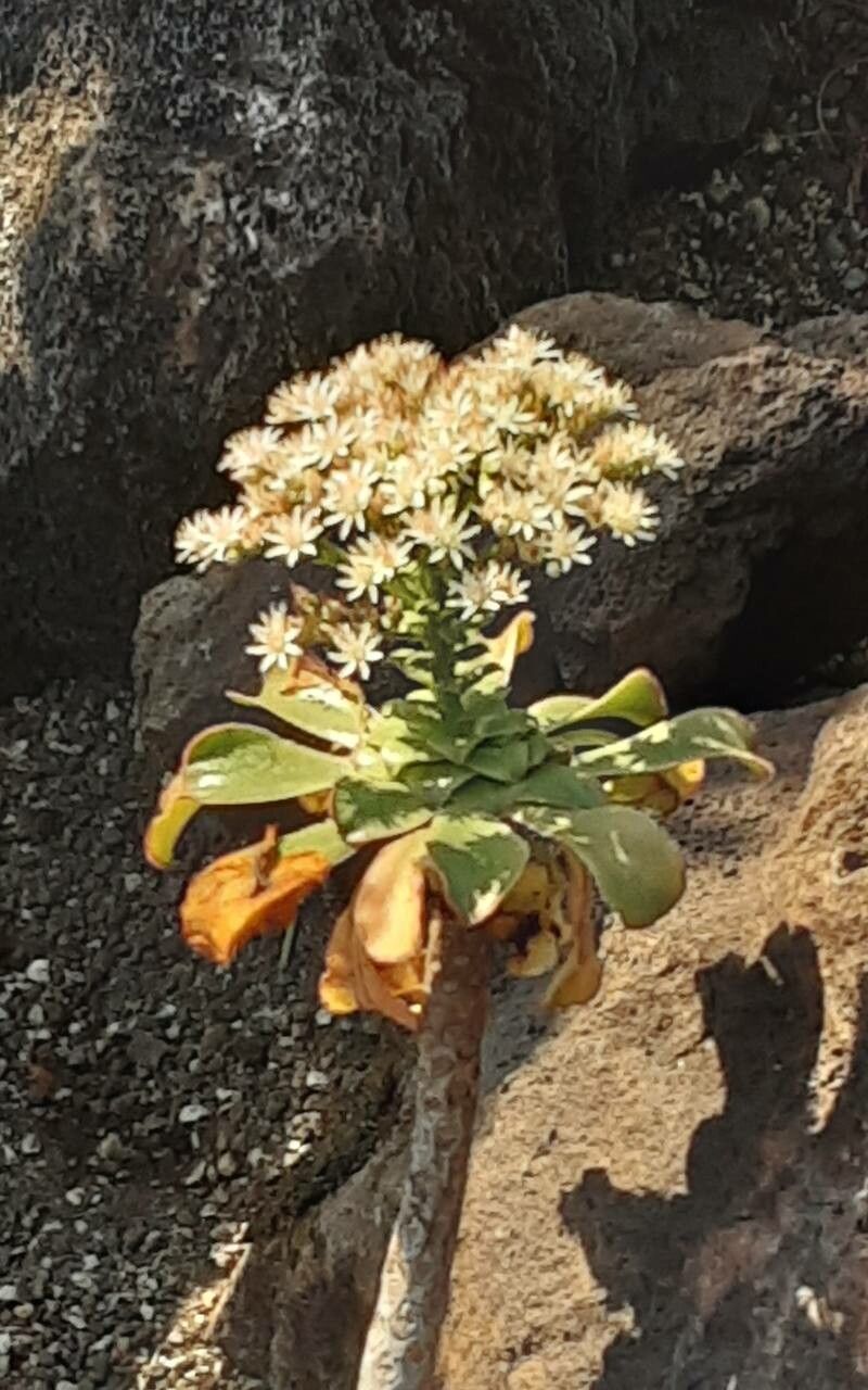 Aeonium urbicum flower