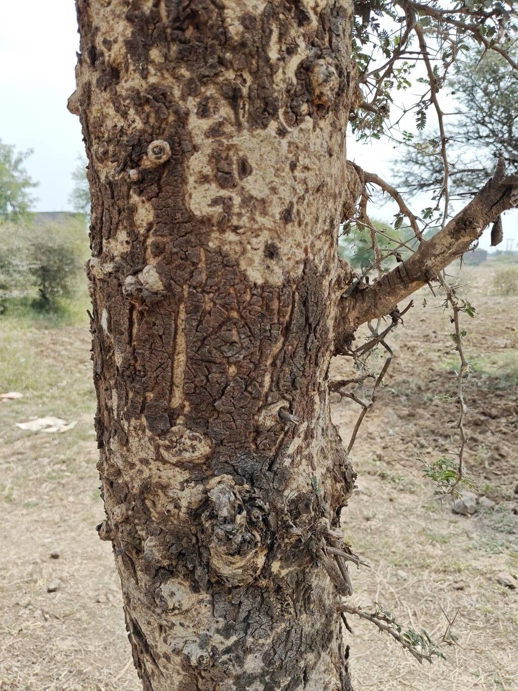 Vachellia leucophloea bark