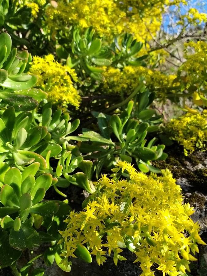 Sedum praealtum flower