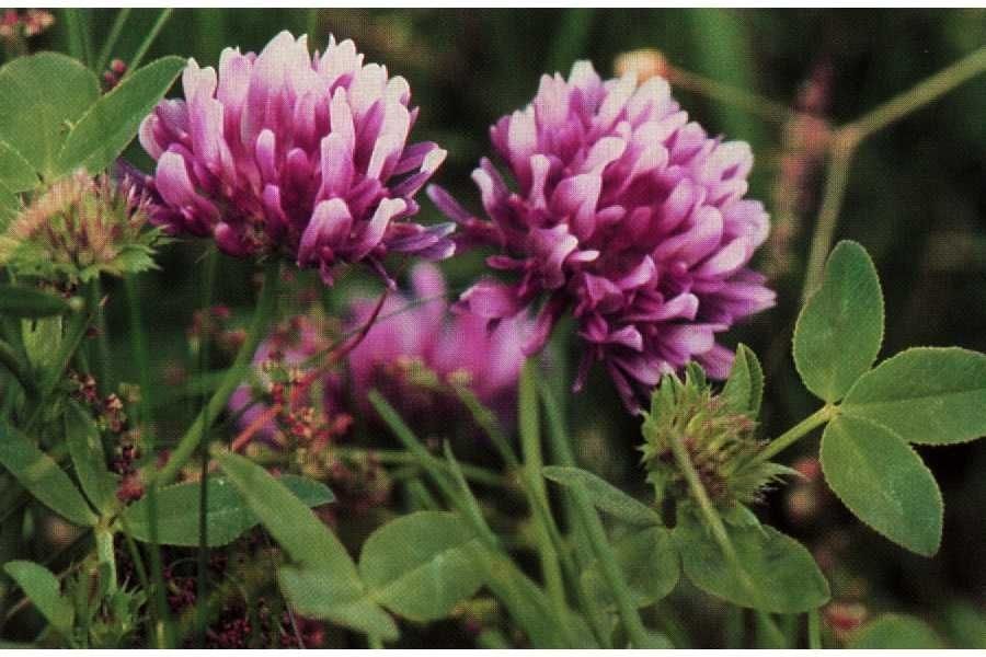 Trifolium wormskioldii habit