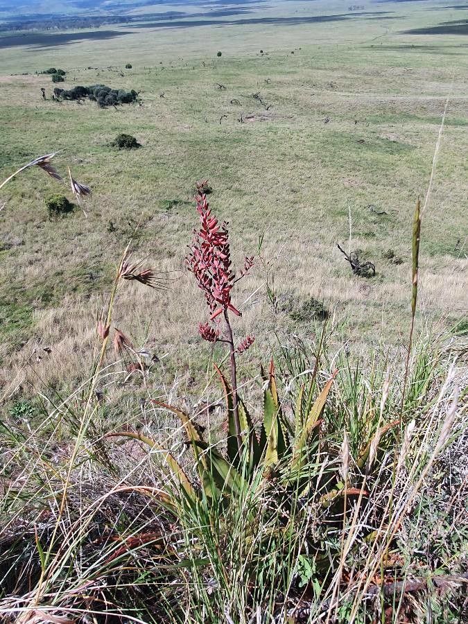 Aloe secundiflora habit