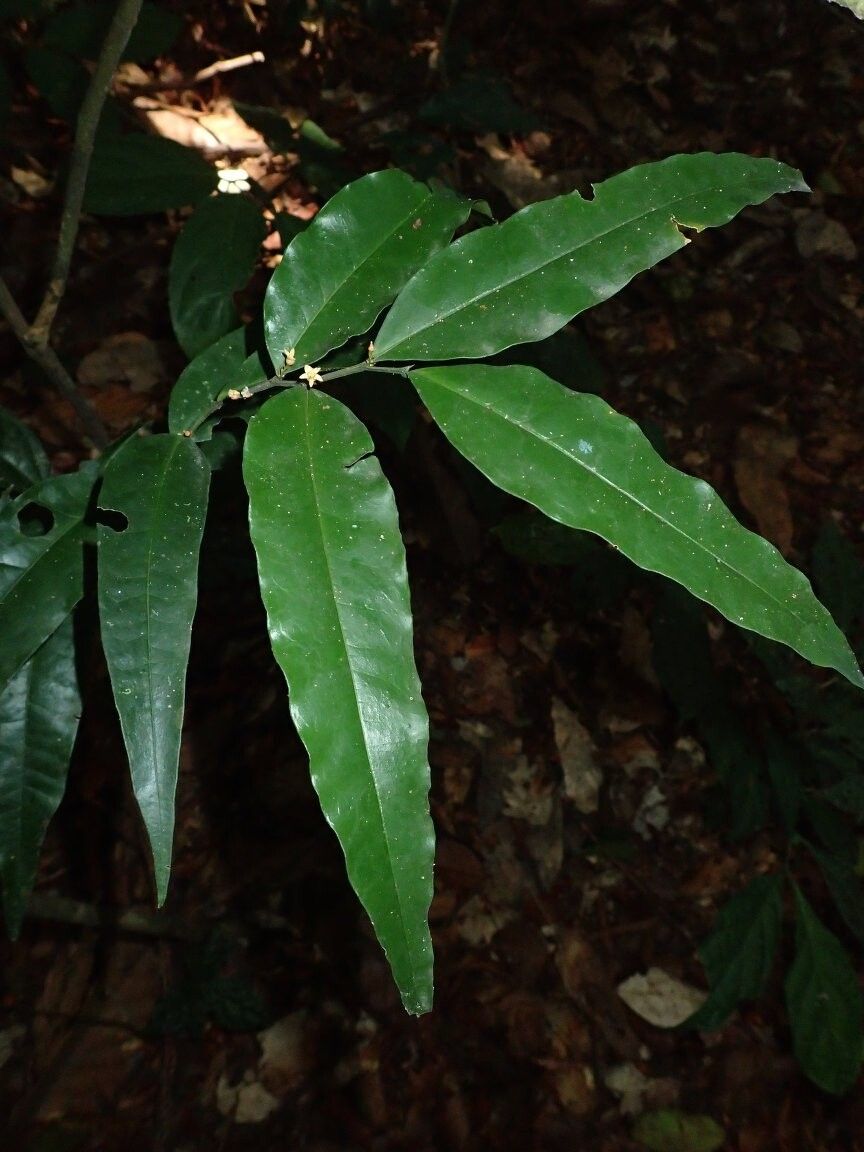 Olax angustifolia — related species from the same genus