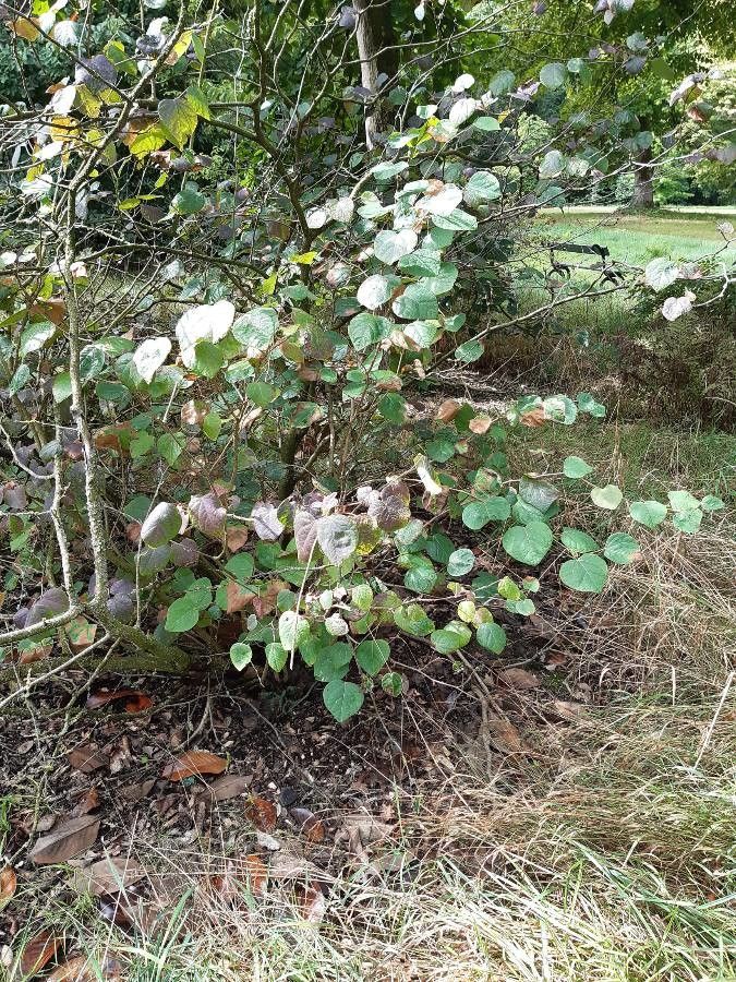 Disanthus cercidifolius habit
