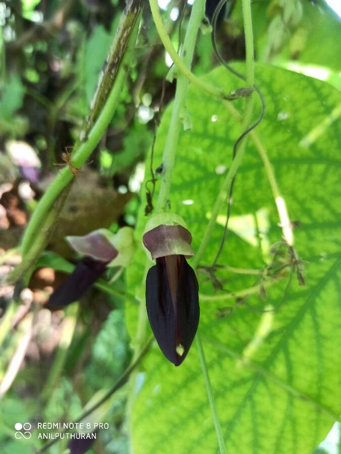 Mucuna pruriens flower