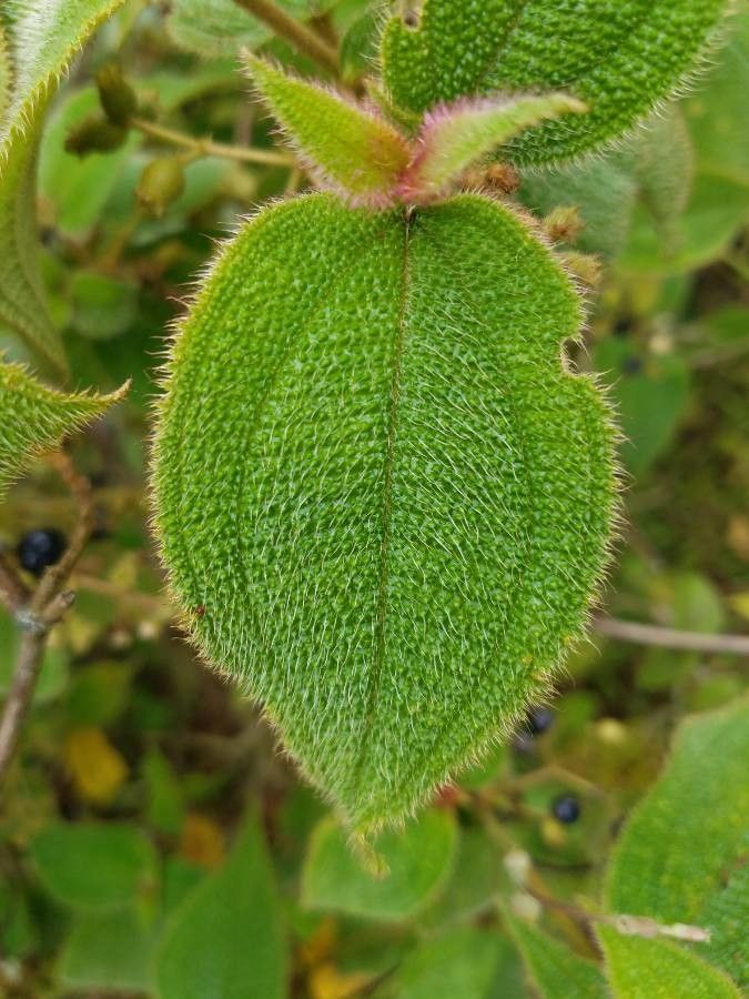 Clidemia capitellata leaf