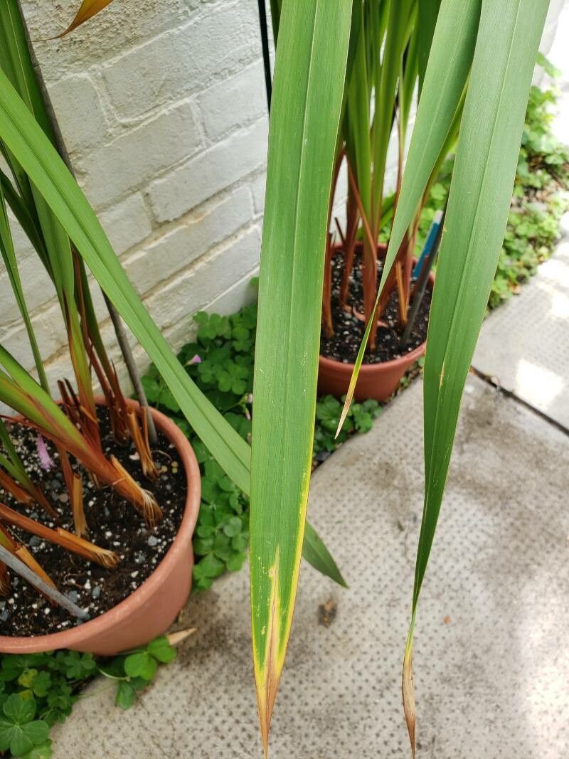 Watsonia marginata — search result for 'Watsonia'
