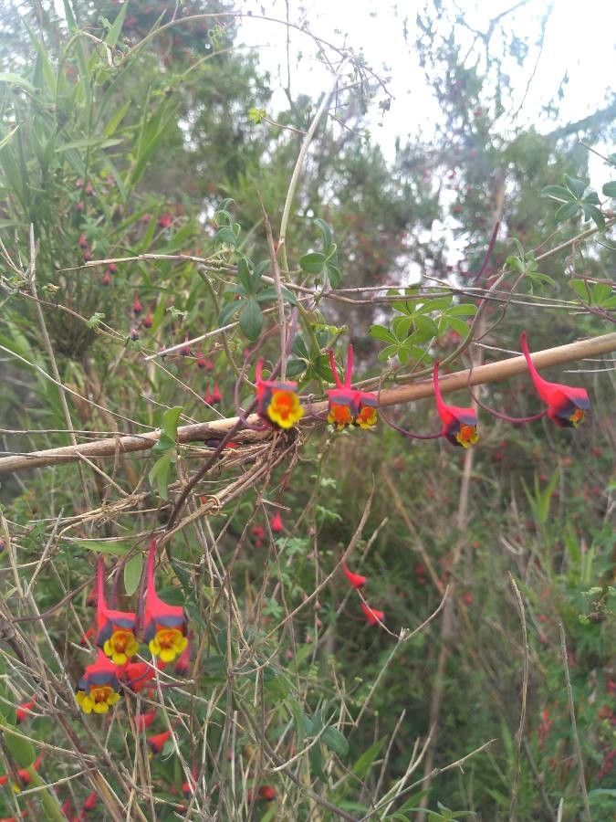Tropaeolum tricolor flower