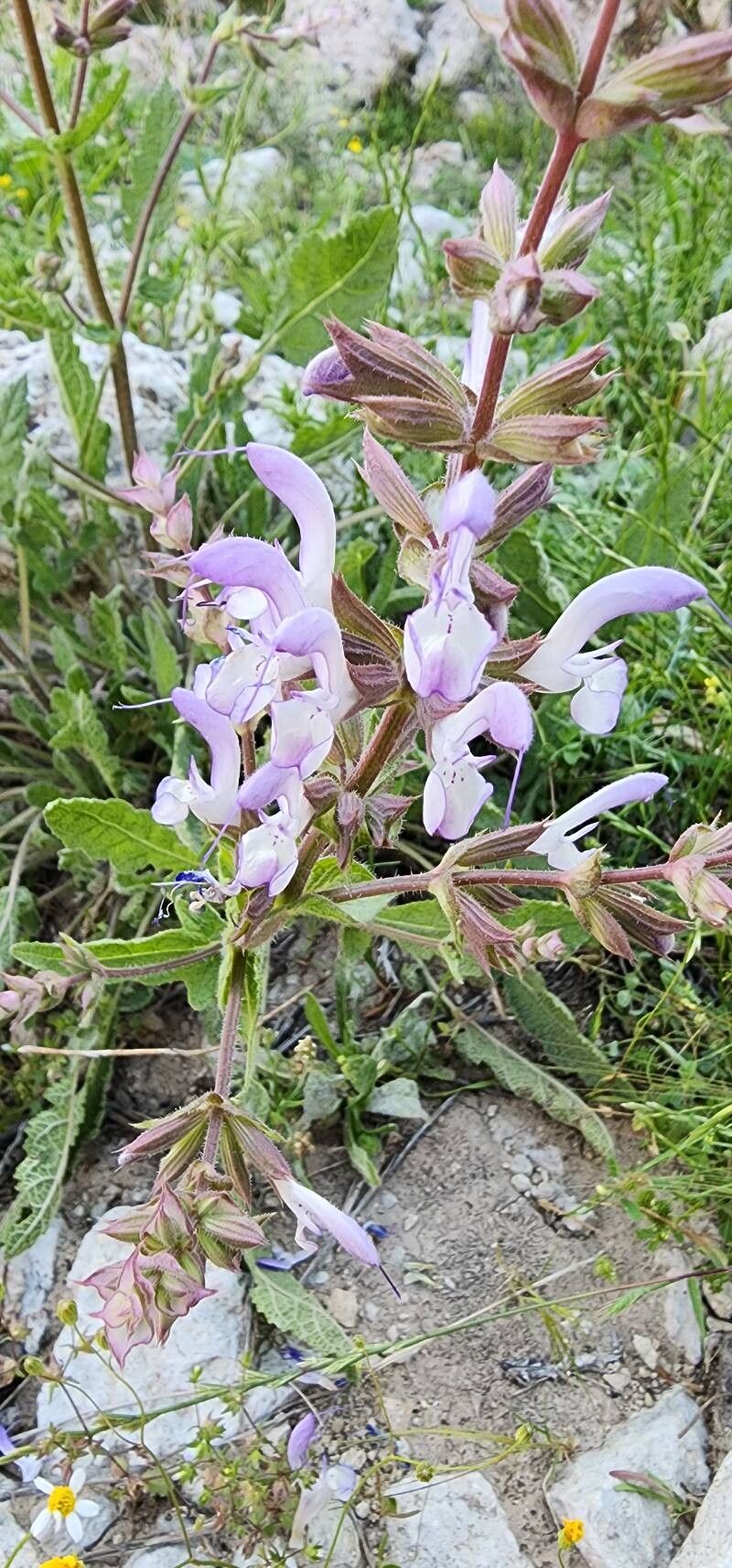 Salvia palaestina flower