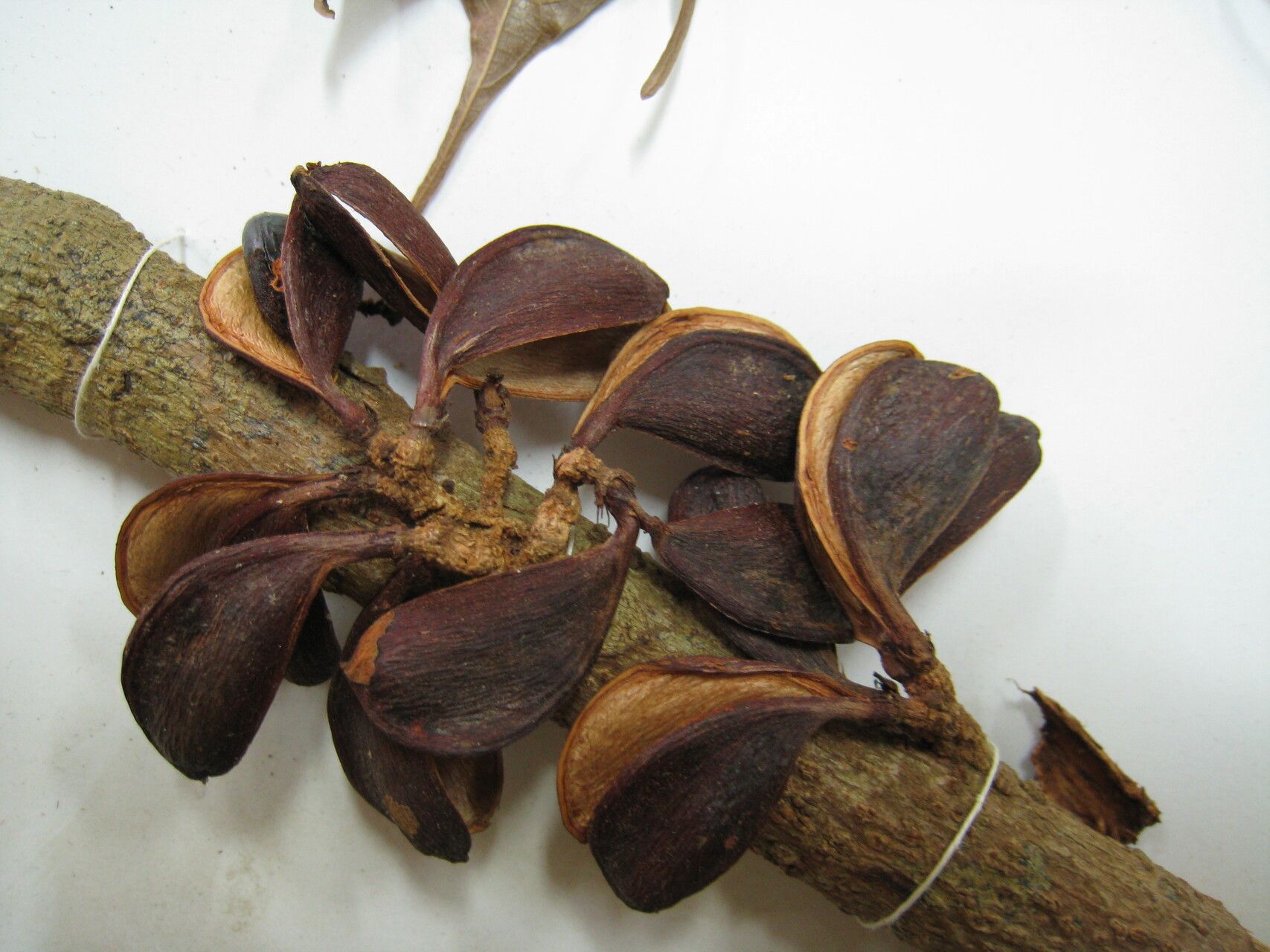 Connarus fasciculatus — houseplant care guide