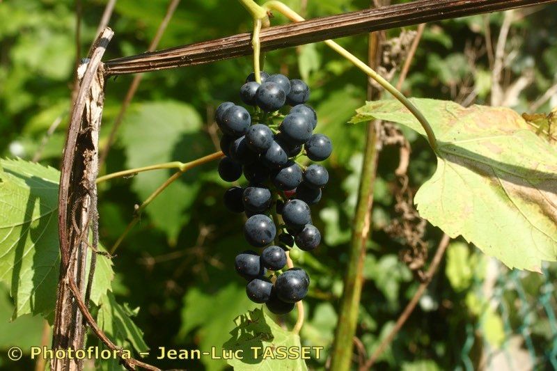 Vitis riparia x Vitis rupestris fruit
