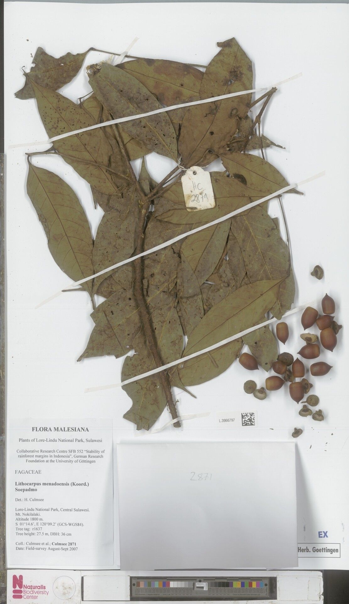 Lithocarpus menadoensis — houseplant care guide