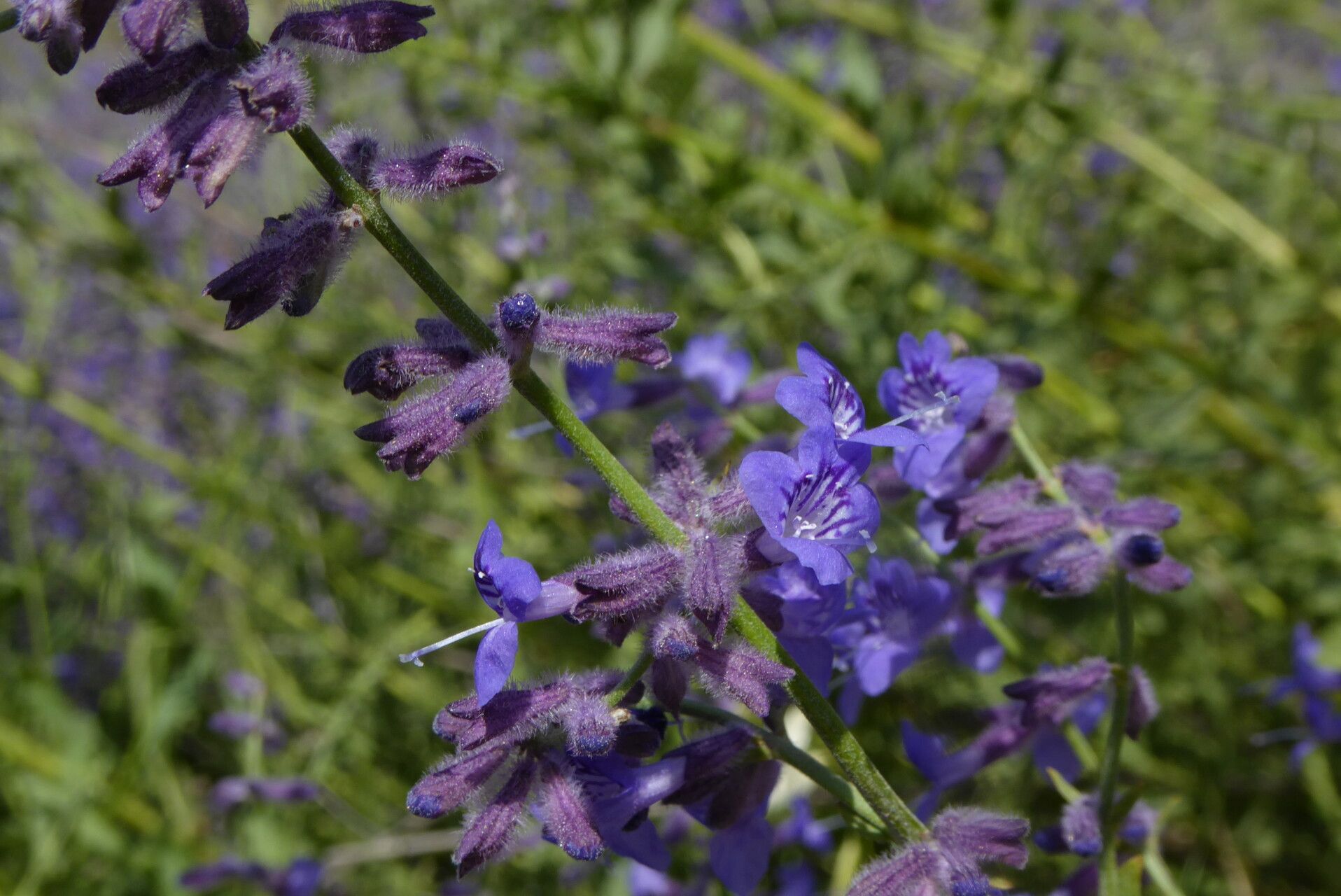 Salvia scrophulariifolia flower