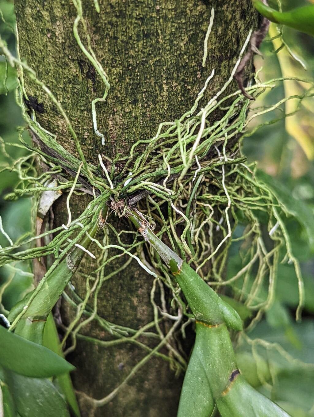 Dendrobium terminale bark
