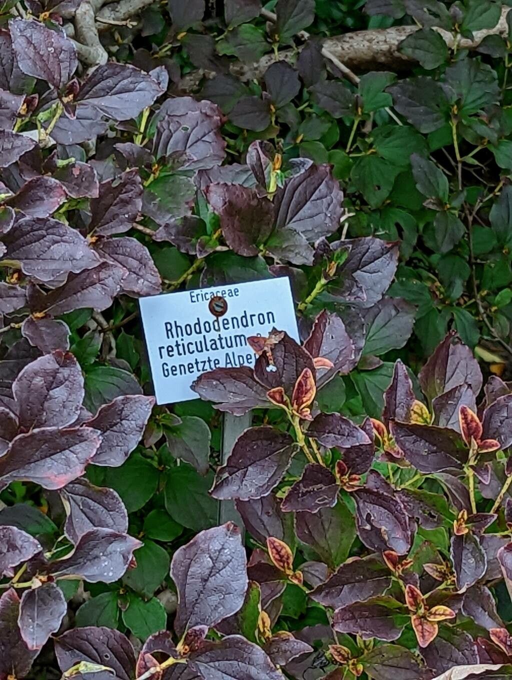 Rhododendron reticulatum leaf