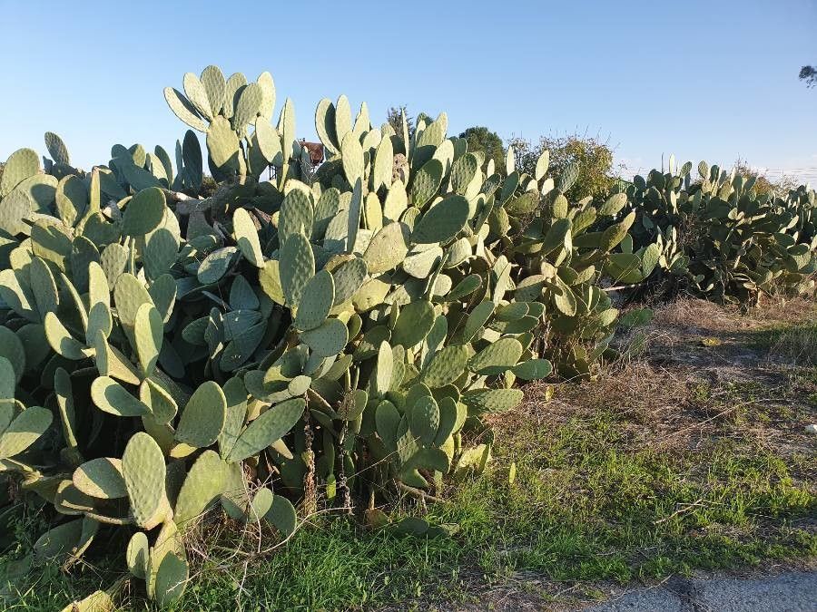 Opuntia maxima leaf