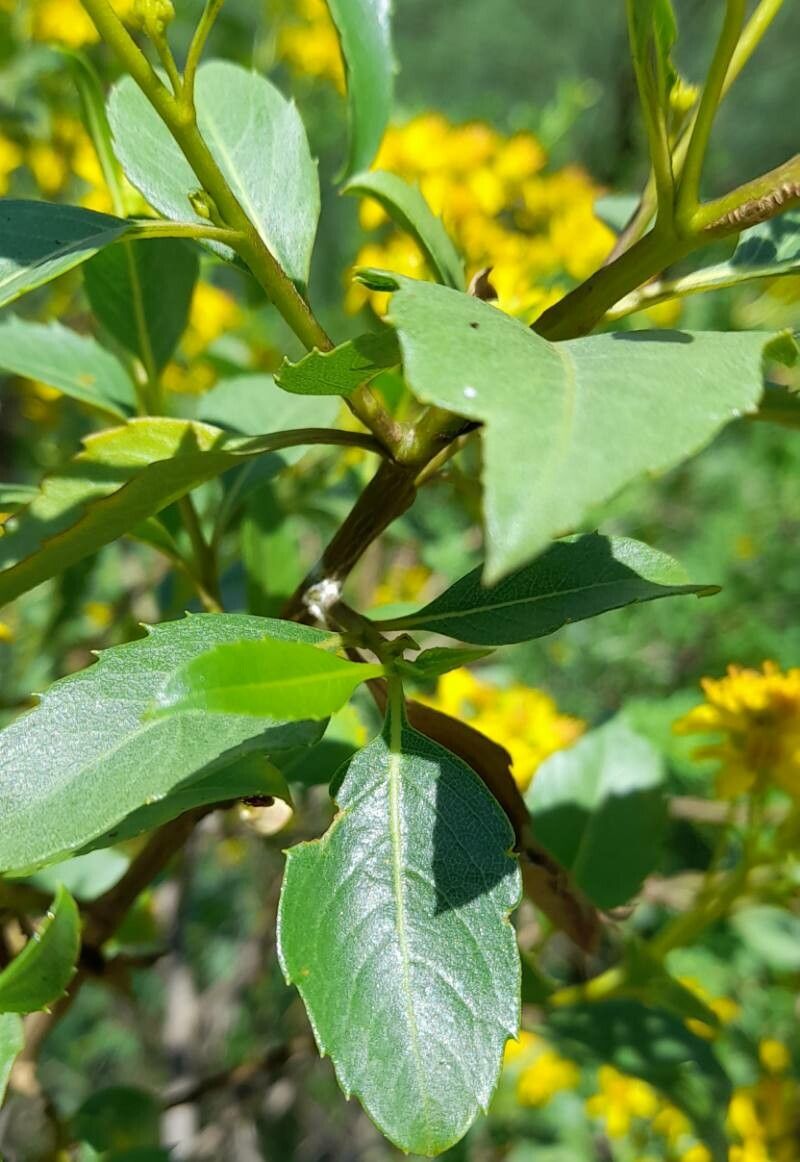 Flourensia thurifera leaf