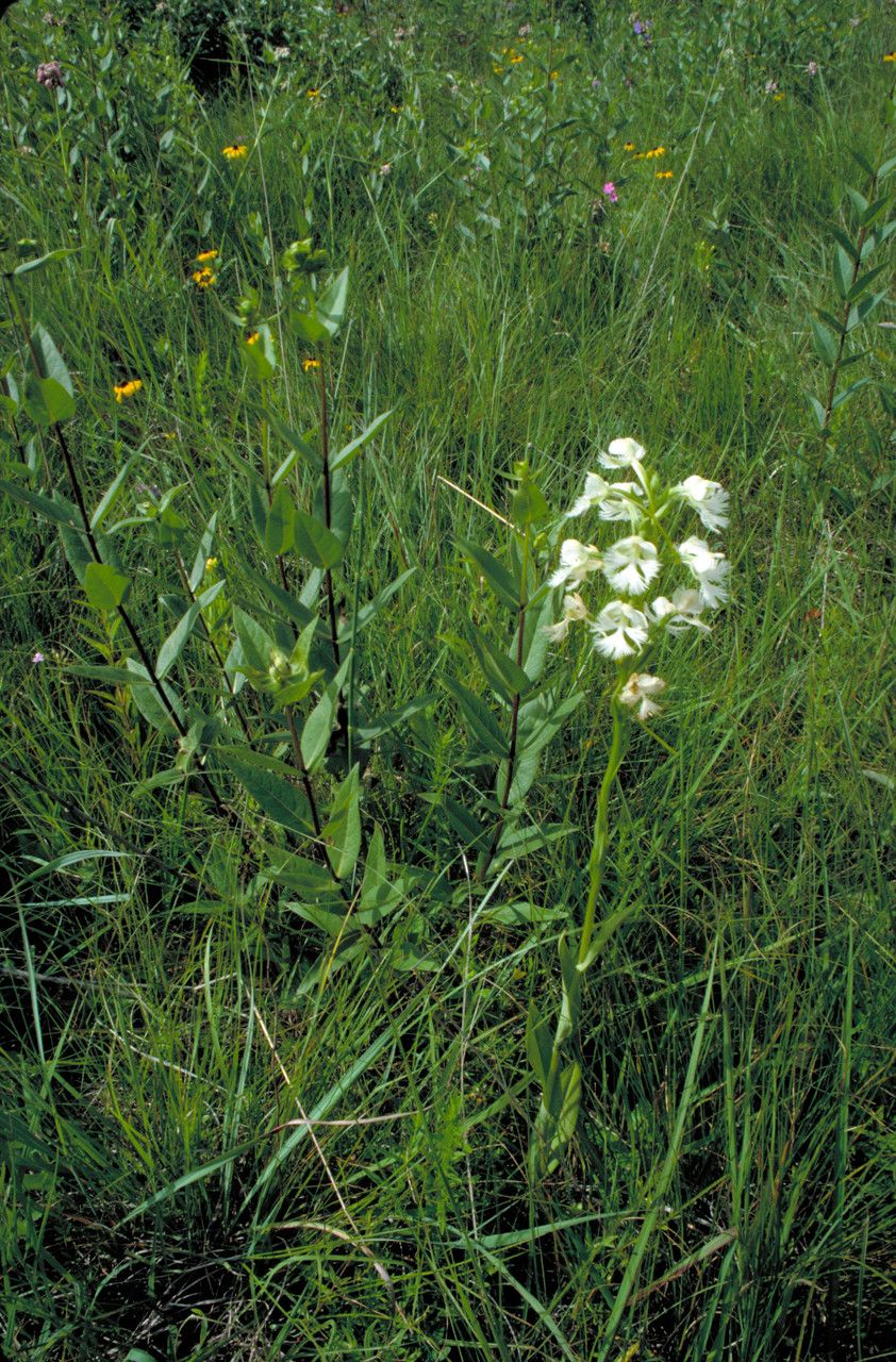 Platanthera leucophaea habit