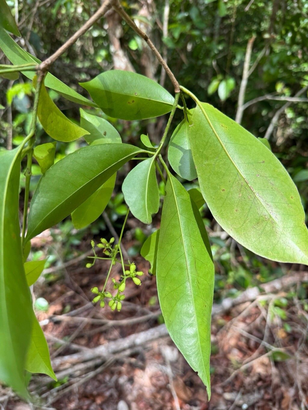 Guapira cuneifolia — related species from the same genus