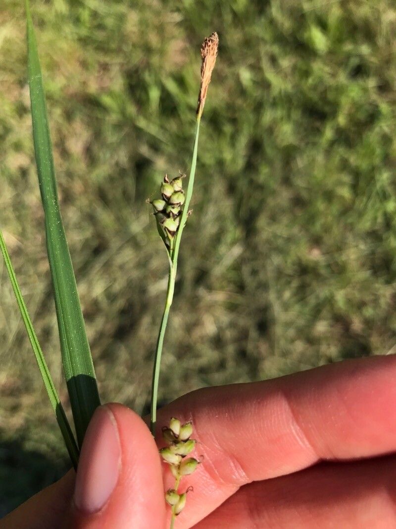 Carex tomentosa leaf