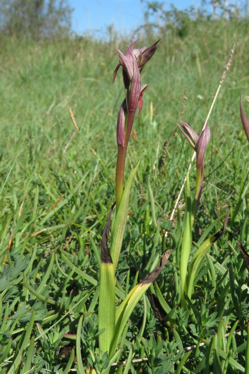 Serapias parviflora — search result for 'Mediterranean Basin'