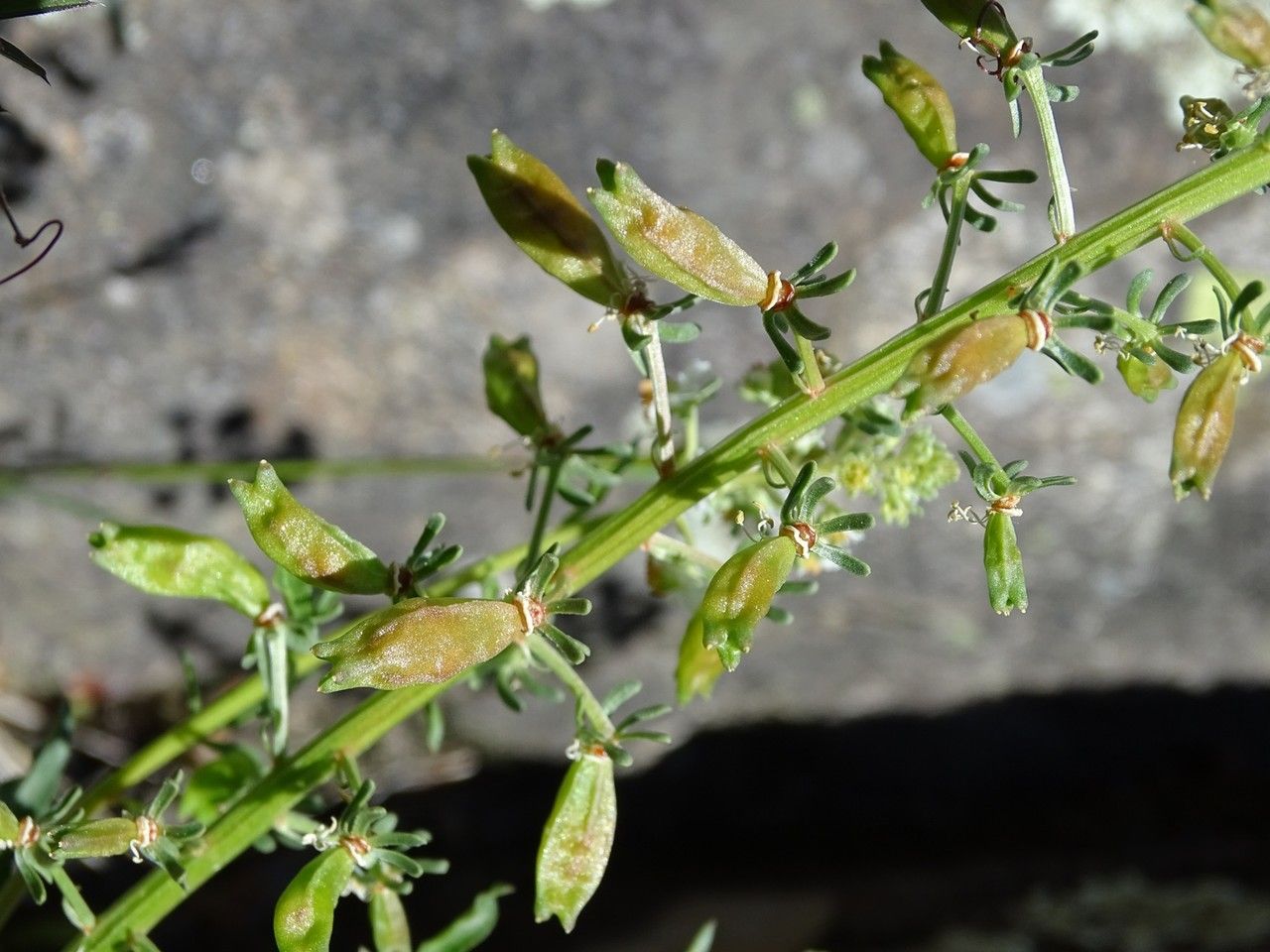 Reseda jacquinii fruit