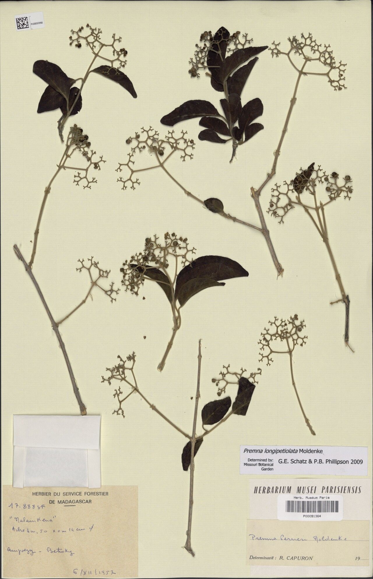 Premna perrieri — houseplant care guide