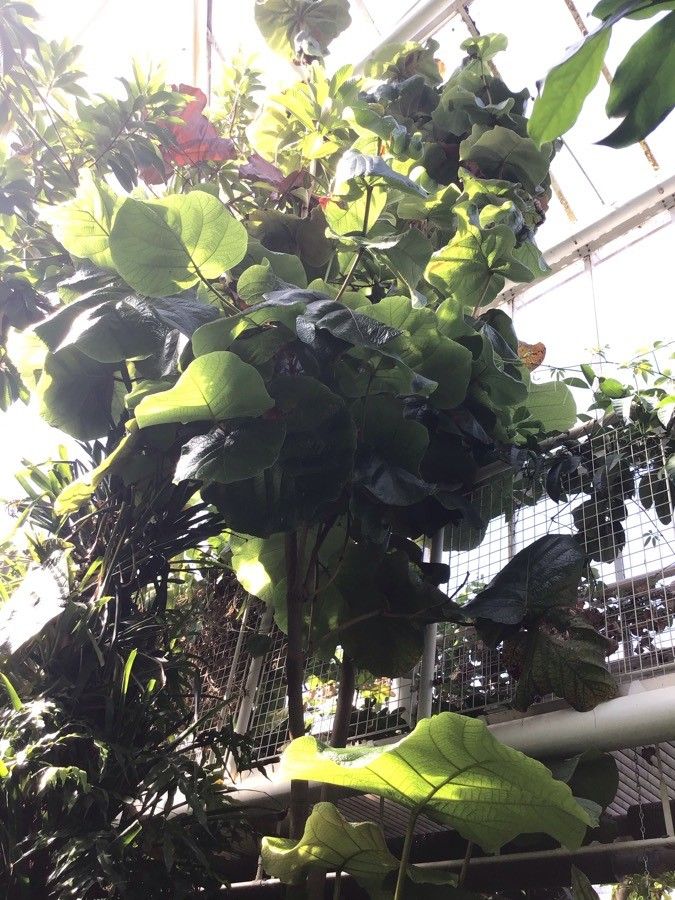 Coccoloba pubescens leaf