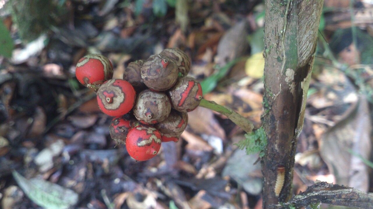 Bactris obovata fruit