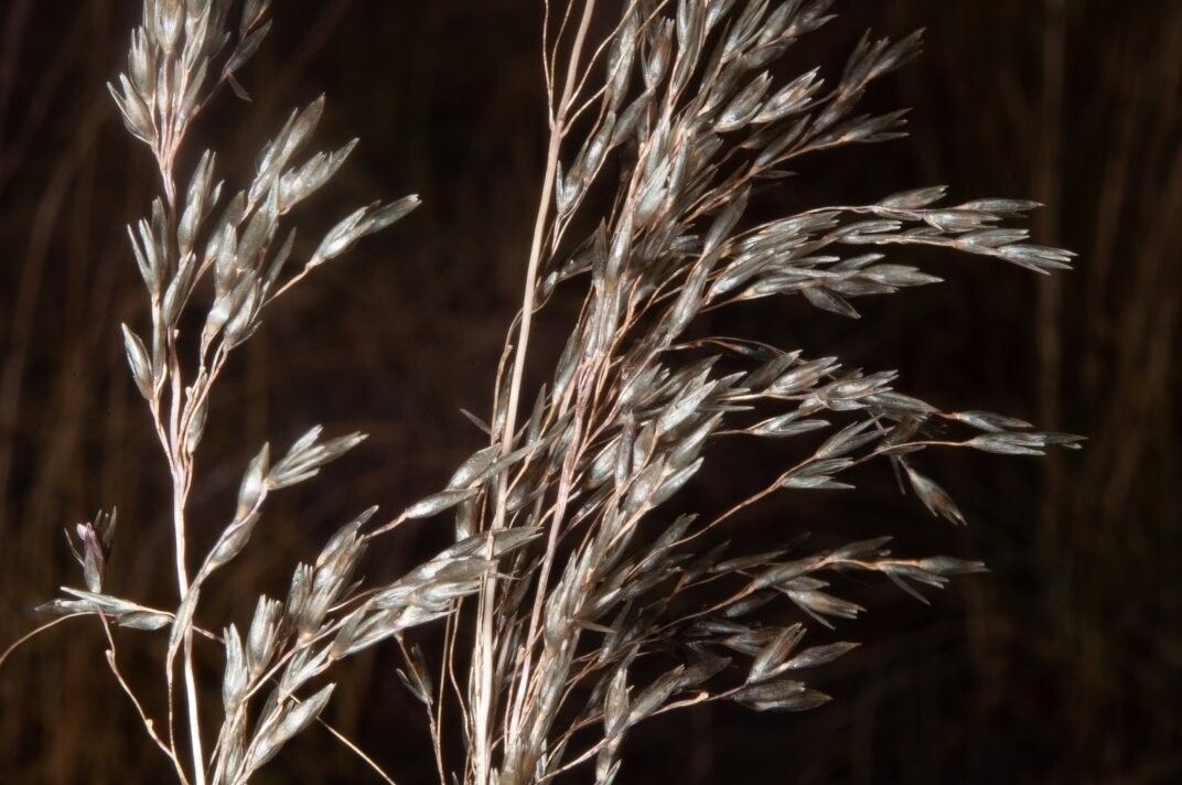 Sporobolus montanus — houseplant care guide