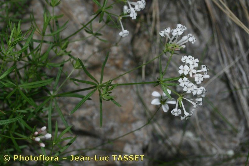 Asperula hexaphylla — search result for 'Asperula'