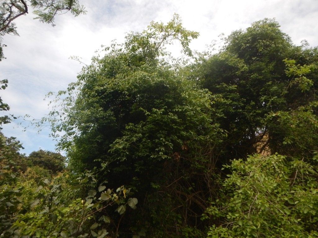 Ventilago pseudocalyculata — houseplant care guide