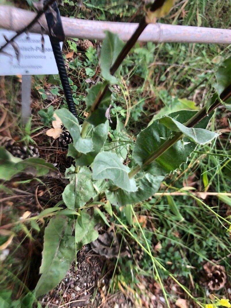 Crepis pannonica leaf