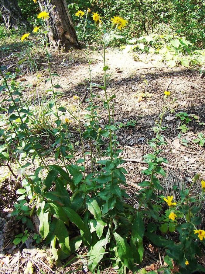 Hieracium racemosum habit