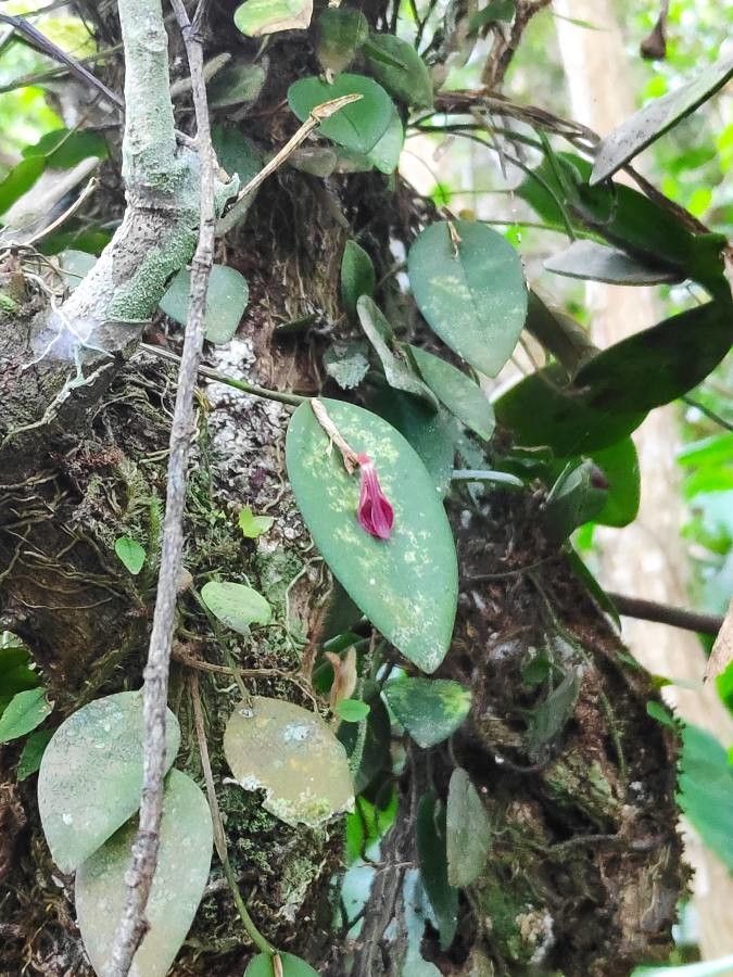 Pleurothallis phyllocardia — houseplant care guide